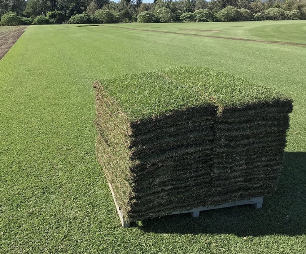 Bermuda sod pallets in a field