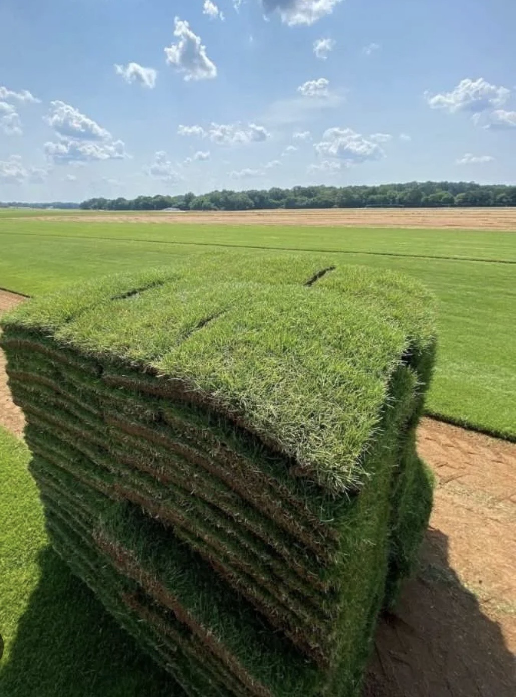 Stacked pallets of Bermuda sod on a sunny day